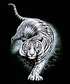 tigerinthenight.jpg